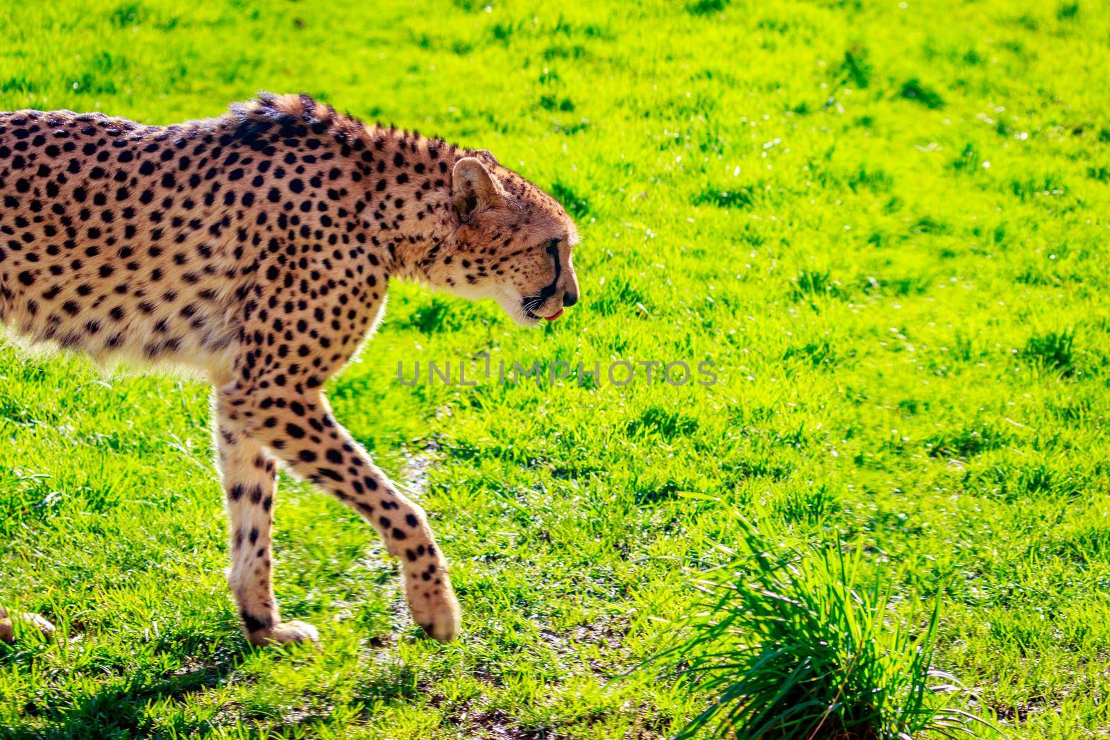 An Amur leopard walks on the grass.