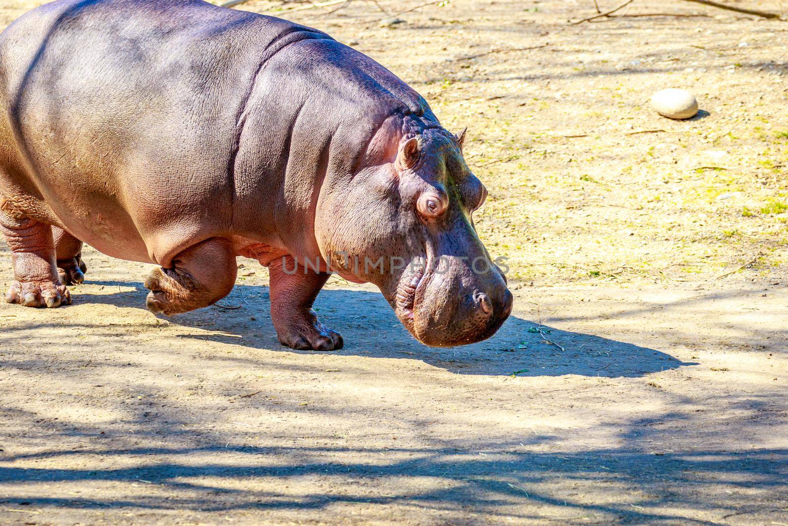 Hippo walks on ground by gepeng