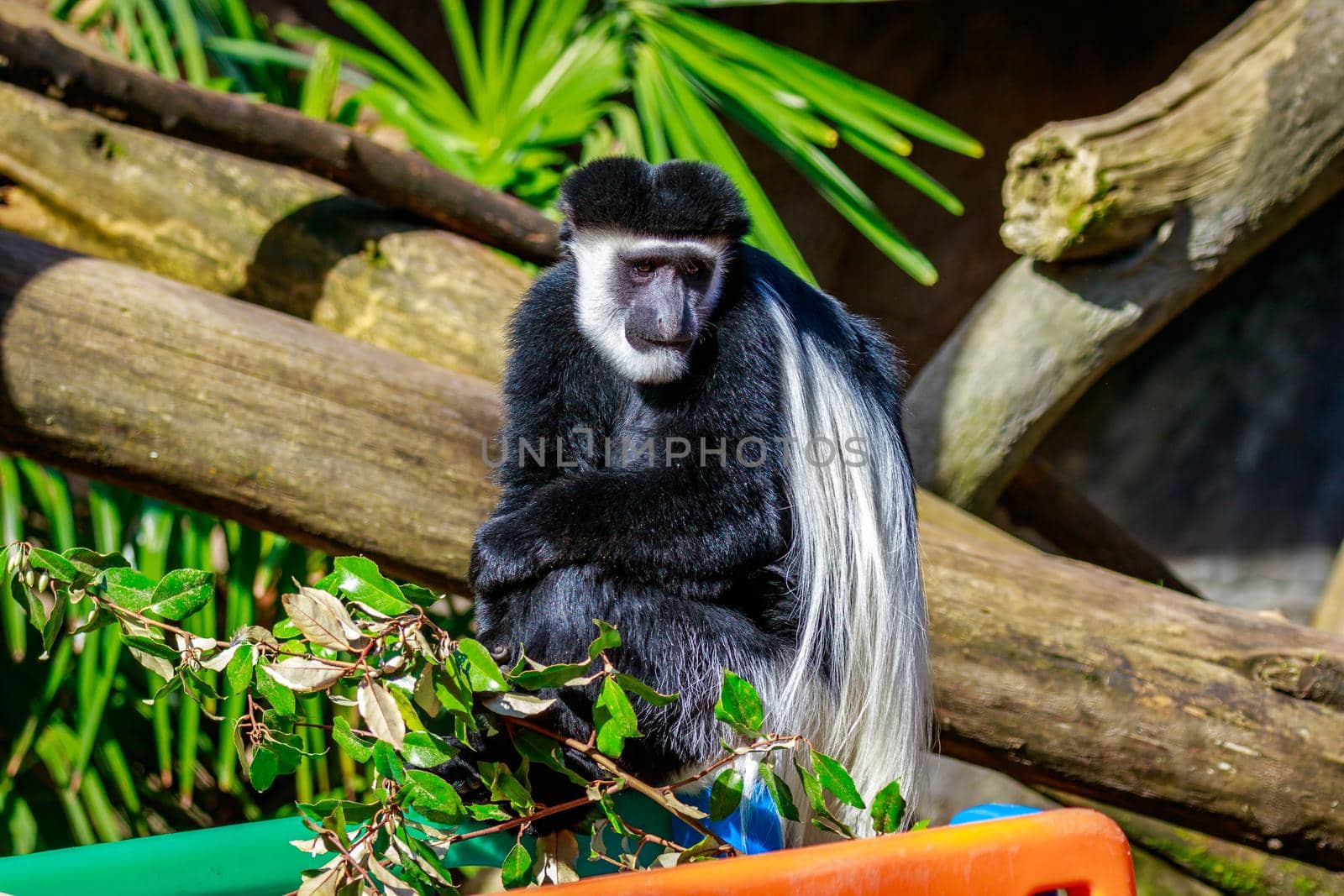 Black-and-white Colobus Monkey by gepeng