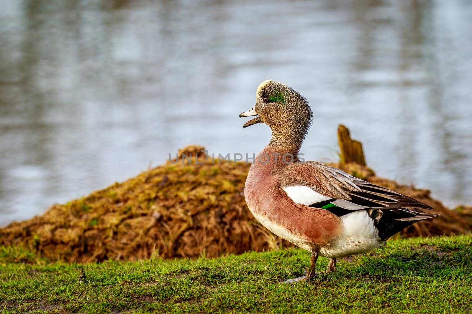 Male American Wigeon by gepeng