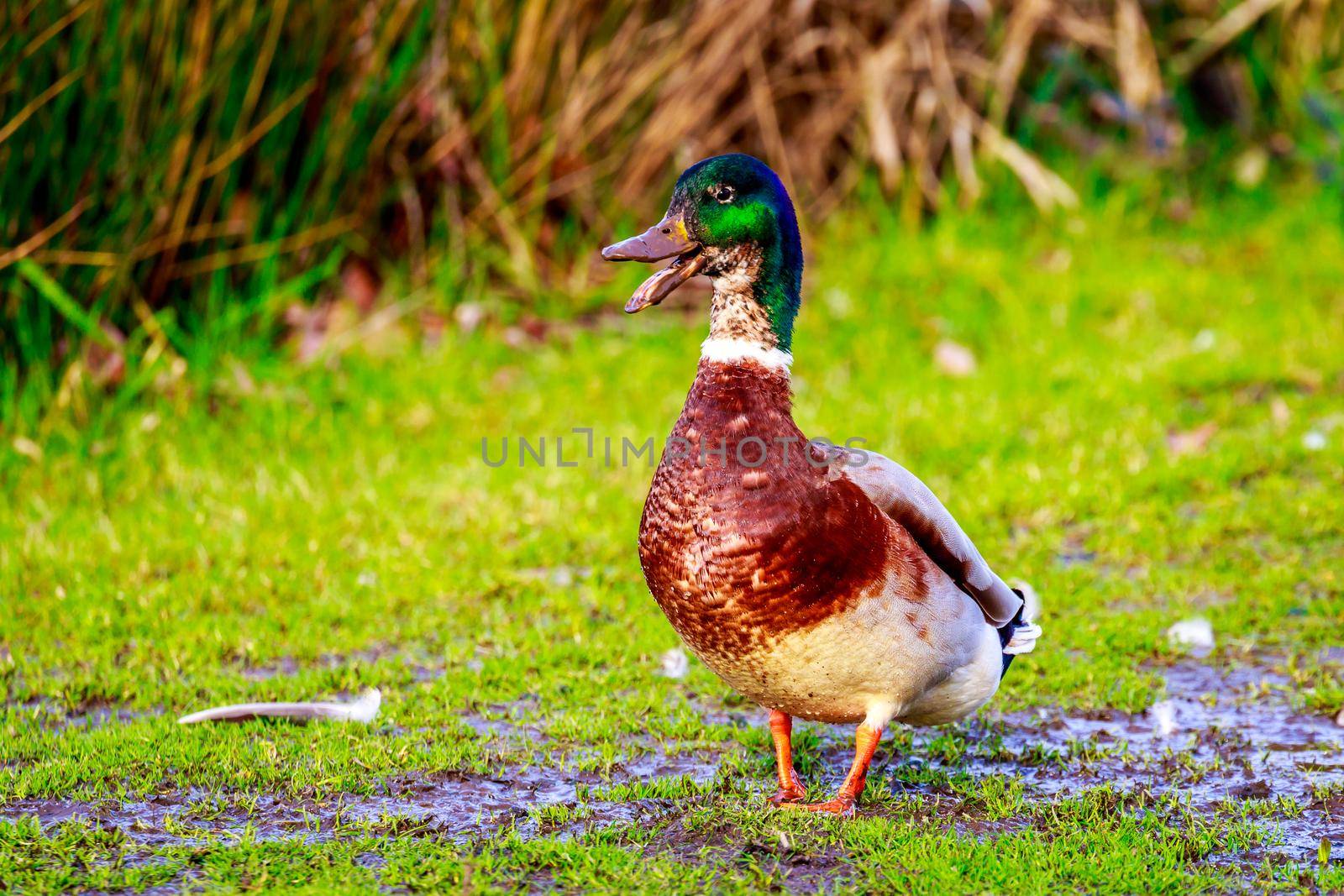 A male mallard duck strides in the mud across wetland.