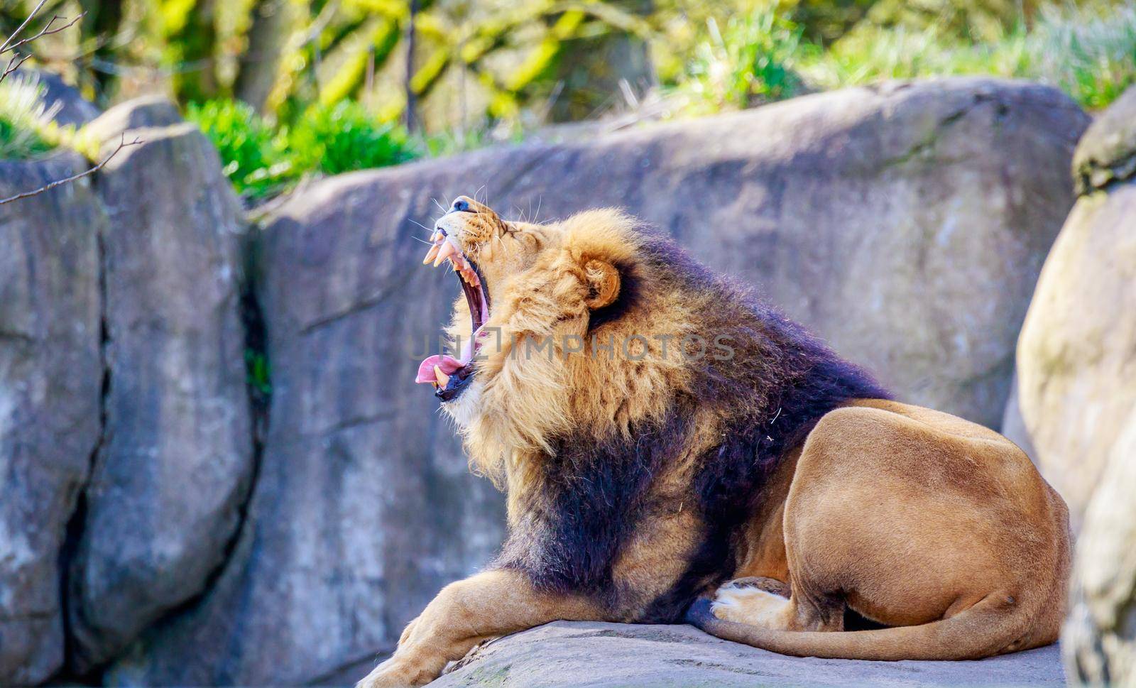 A male lion lies on the rock, with mouth open and teeth showing.