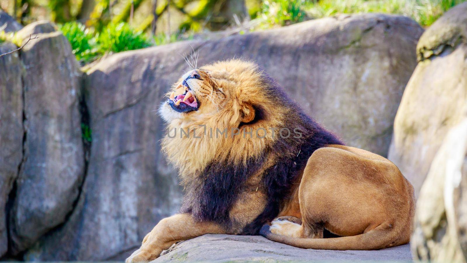 A male lion lies on the rock, with mouth open and teeth showing.