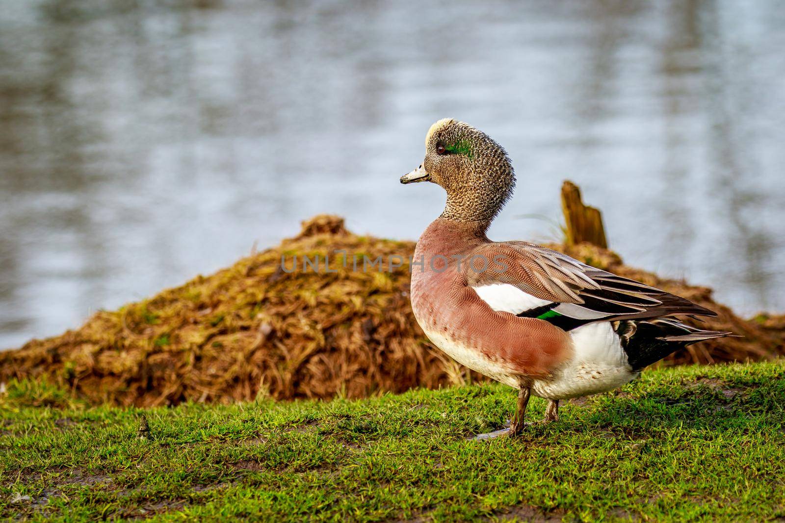 A male american wigeon duck stands by the lake.