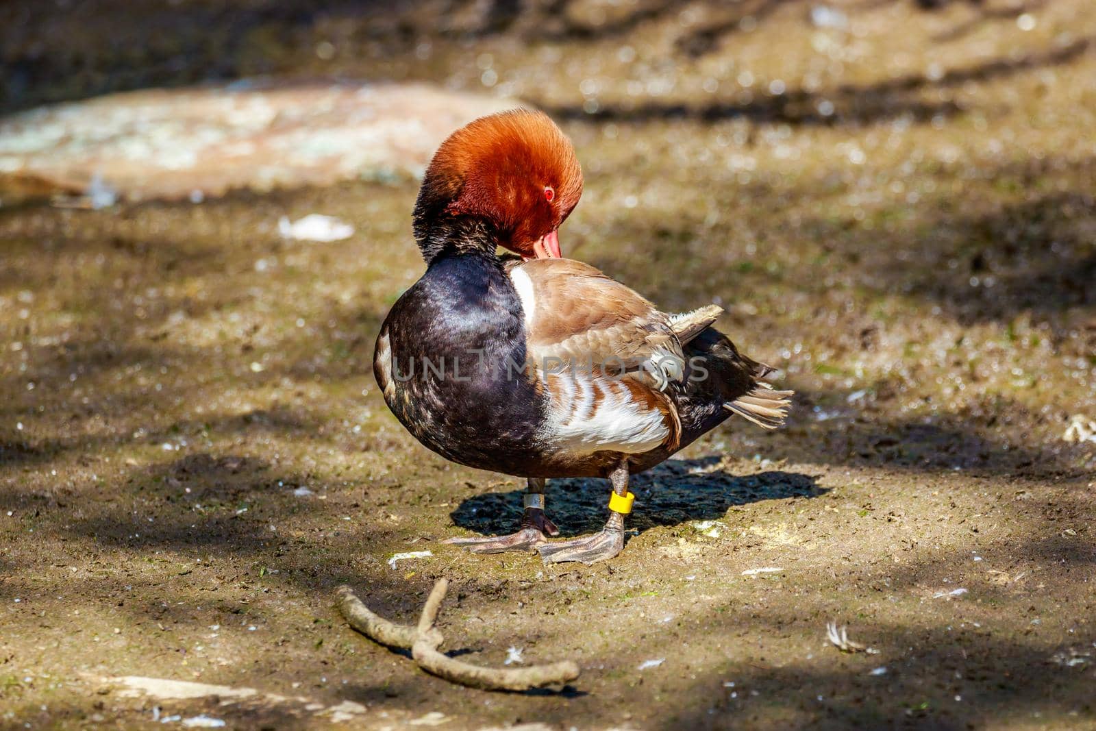 Male Red-Crested Pochard stands on the ground.