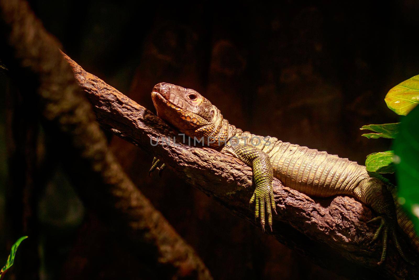 A northern caiman lizard climbs on a tree branch.