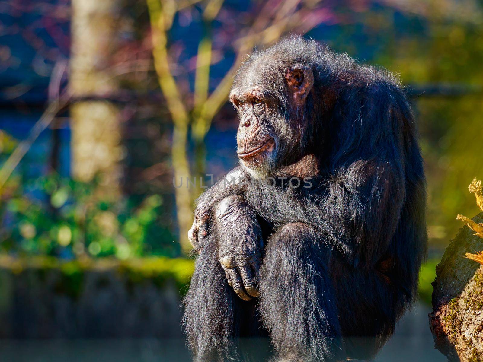 A really old chimpanzee sits under the sun.