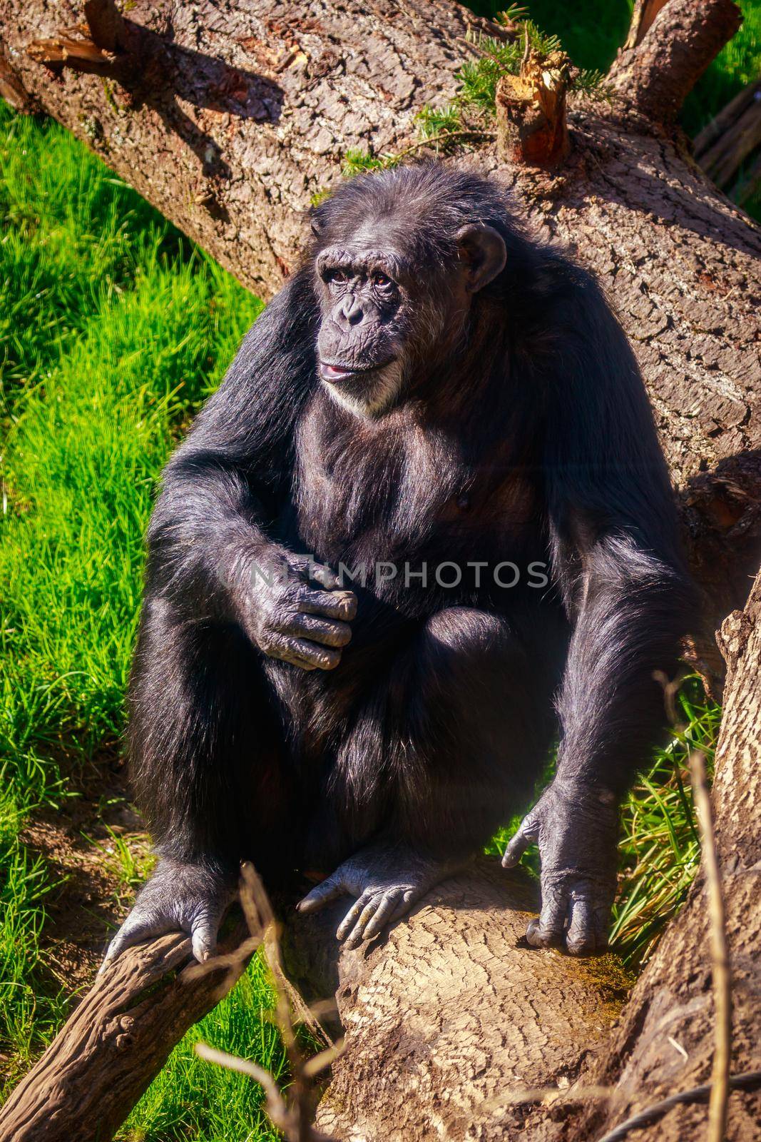 A really old chimpanzee sits on the ground, resting.
