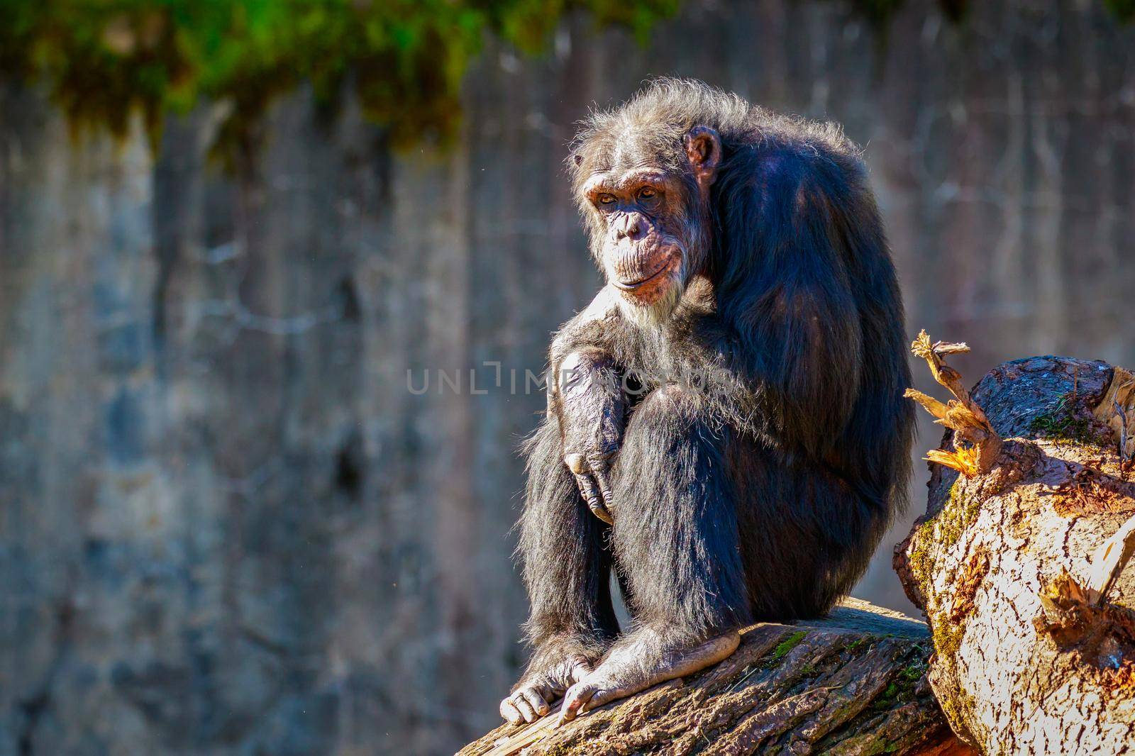 Old Chimpanzee resting by gepeng