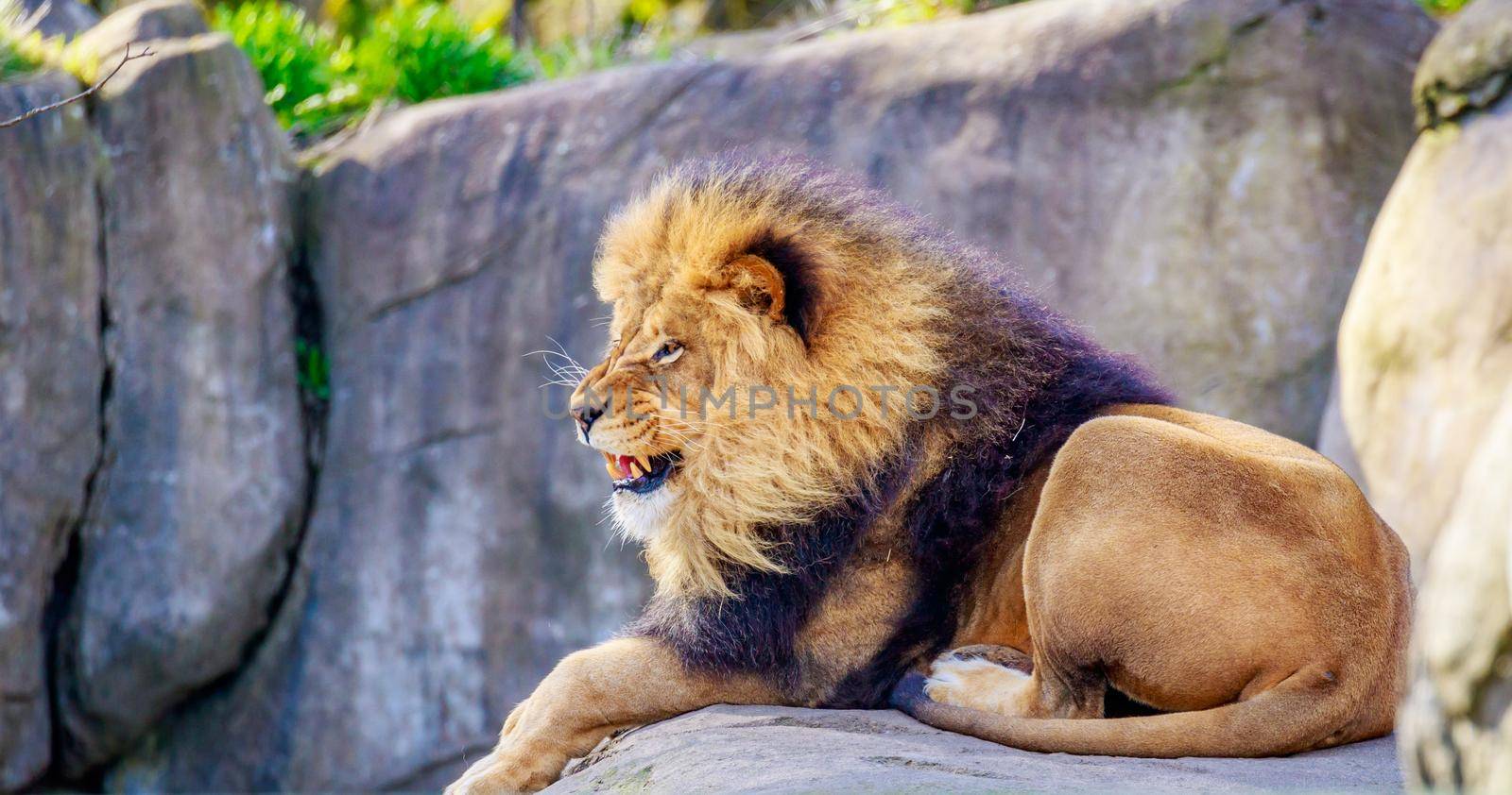A male lion lies on the rock, with mouth open and teeth showing.