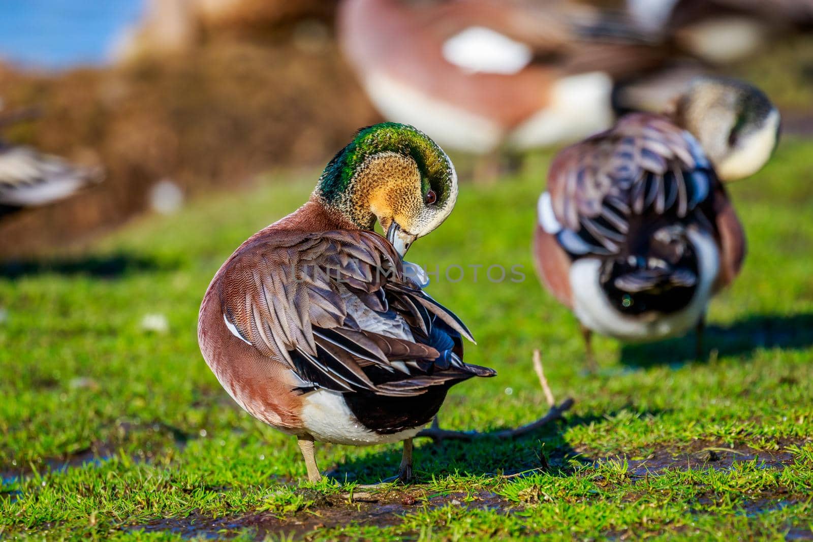A male american wigeon duck combs his feather.