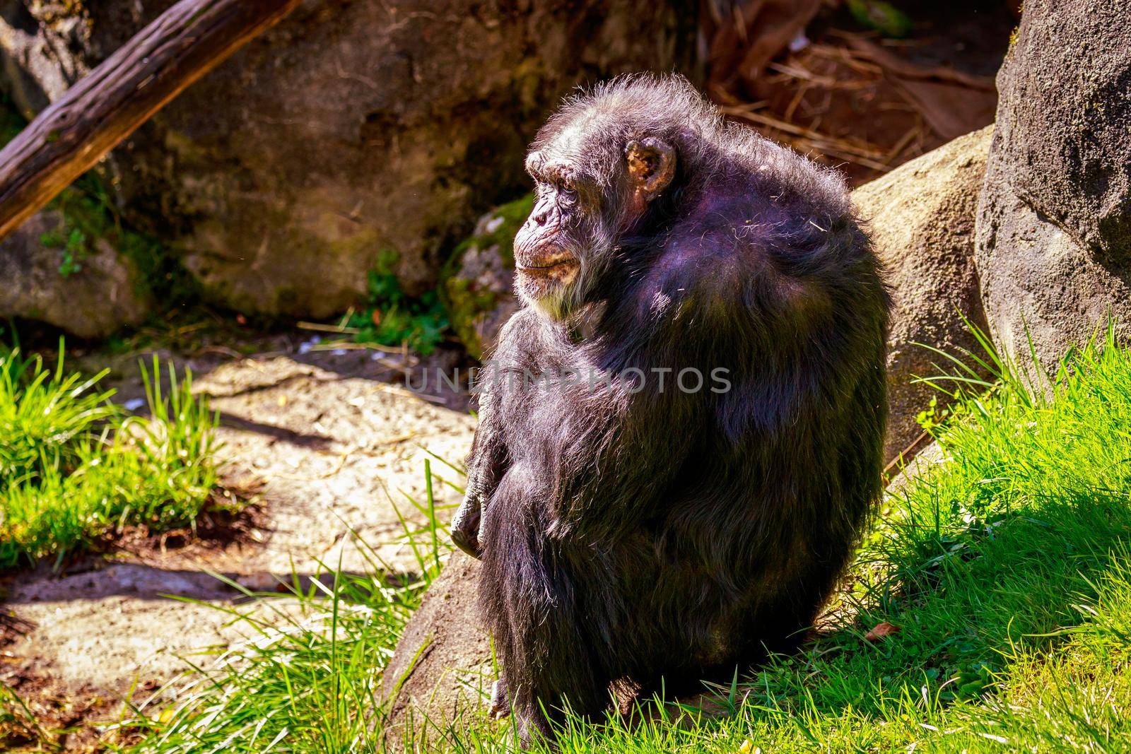 Old Chimpanzee resting by gepeng