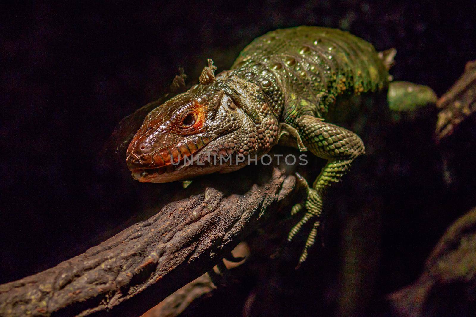 A northern caiman lizard climbs on a tree branch.