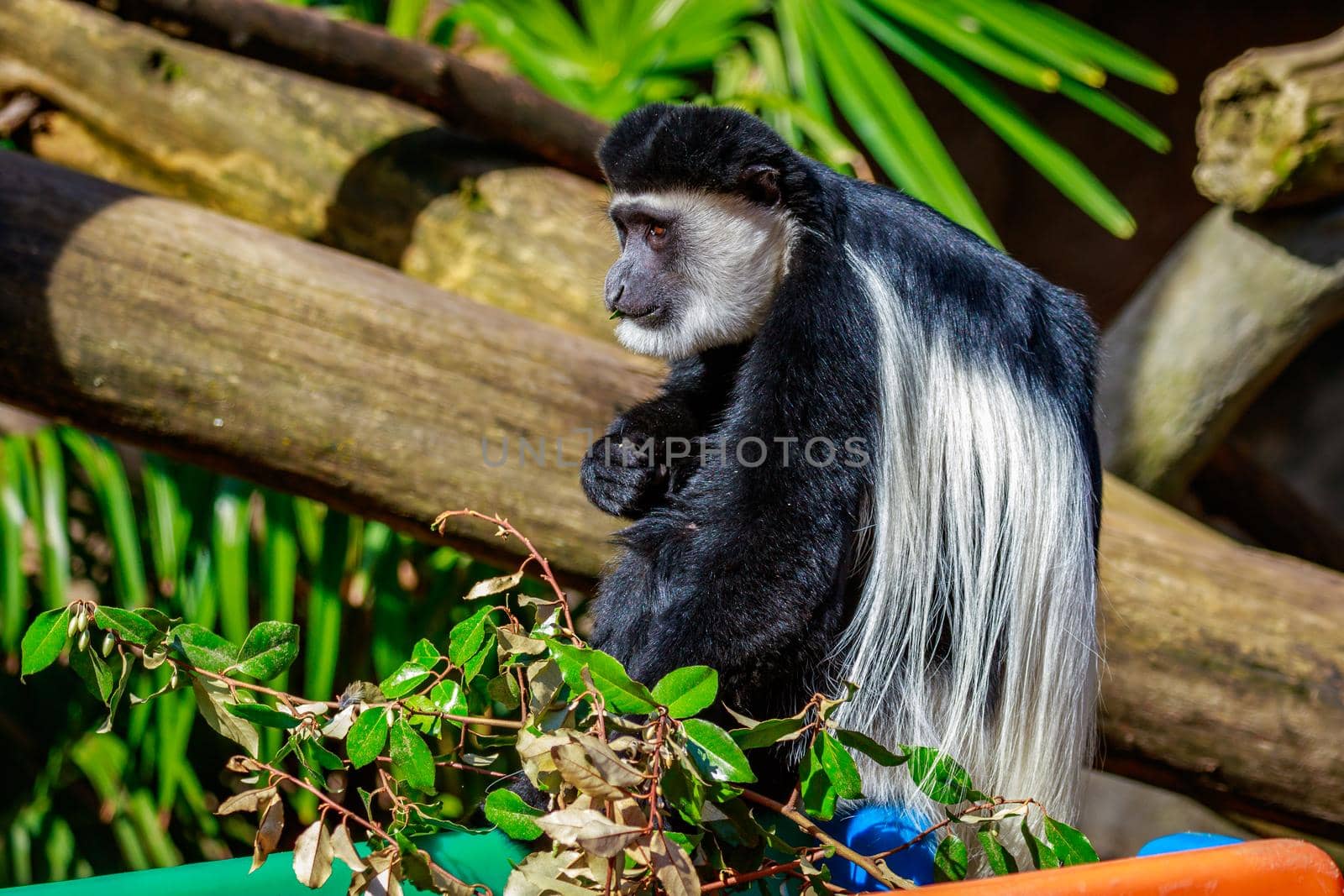 Colobus monkey with black and white fur.