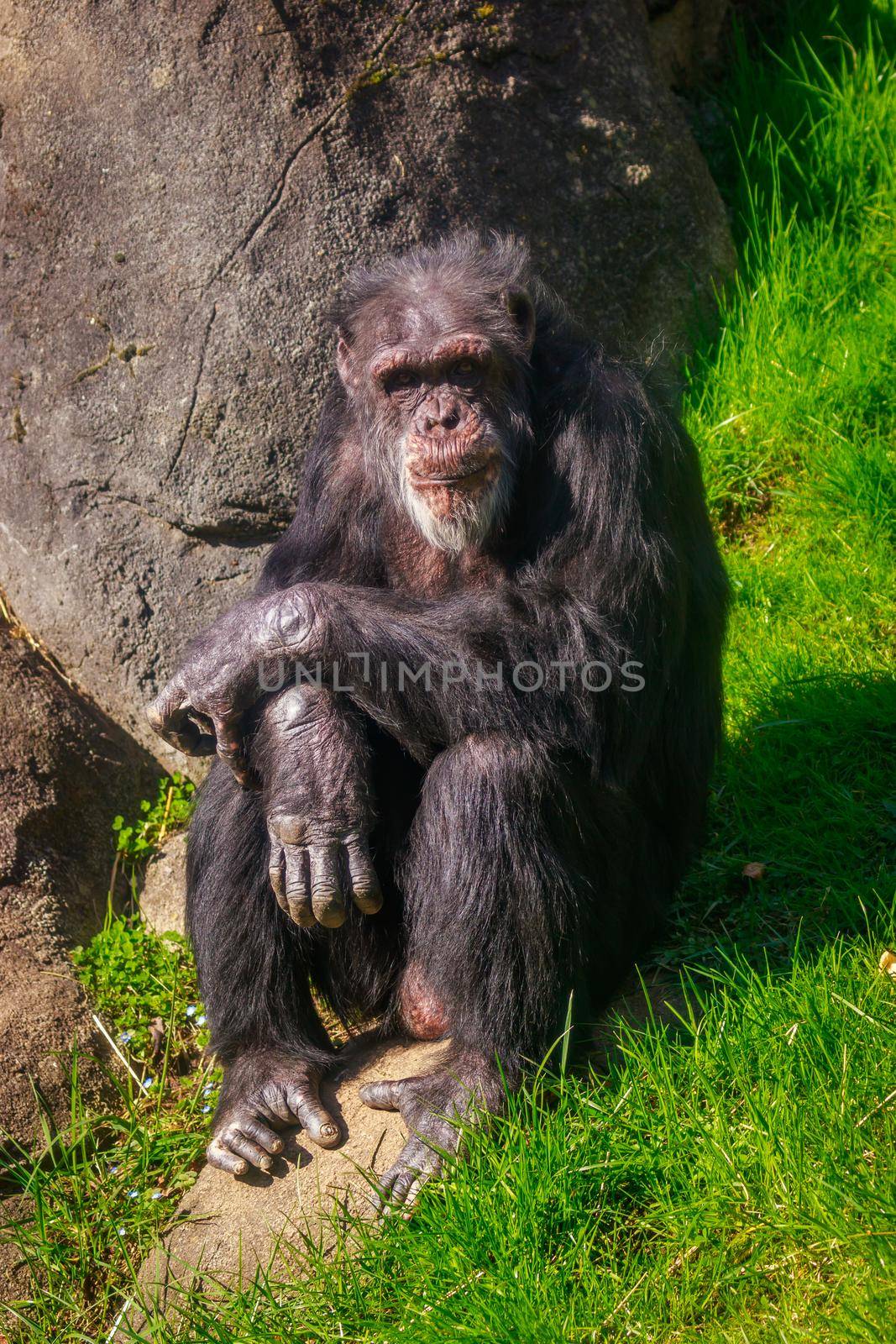 A really old chimpanzee sits on the ground, resting.