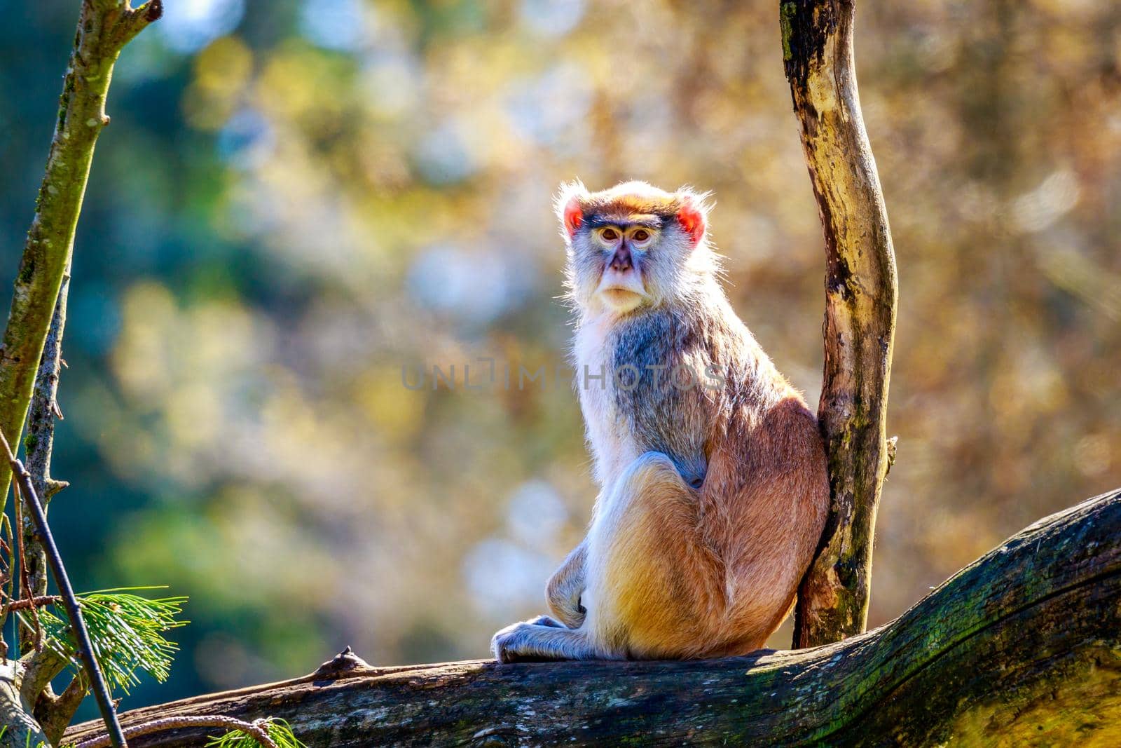 Patas Monkey on Tree Branch by gepeng