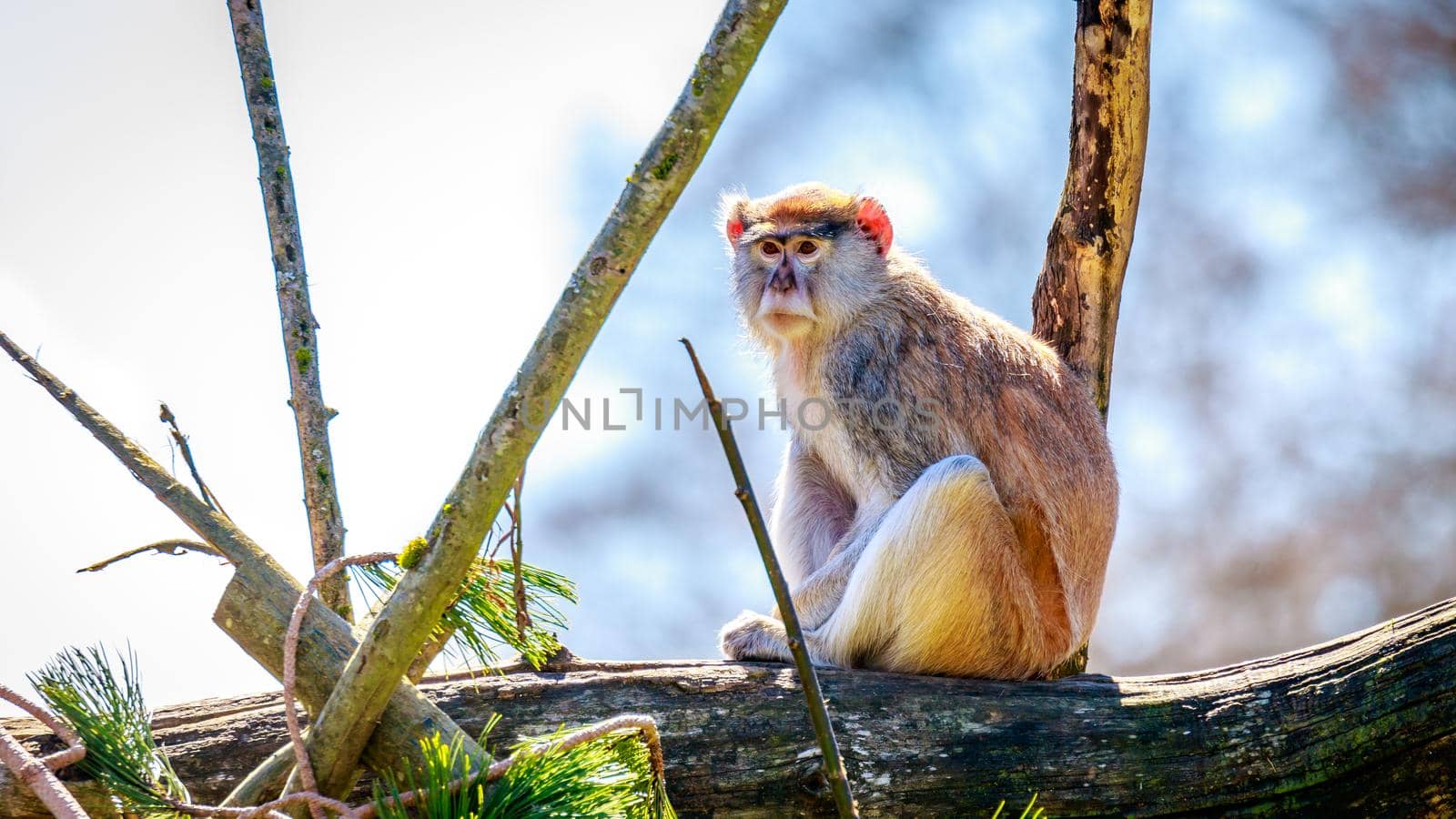 A Patas Monkey sits on the tree branch.