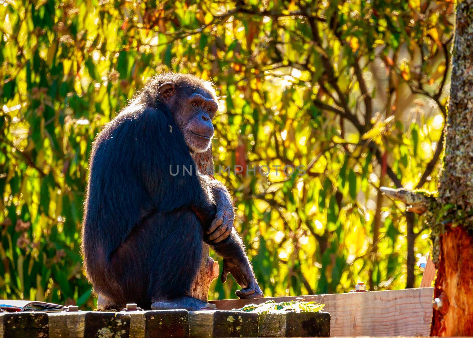 A really old chimpanzee sits under the sun.