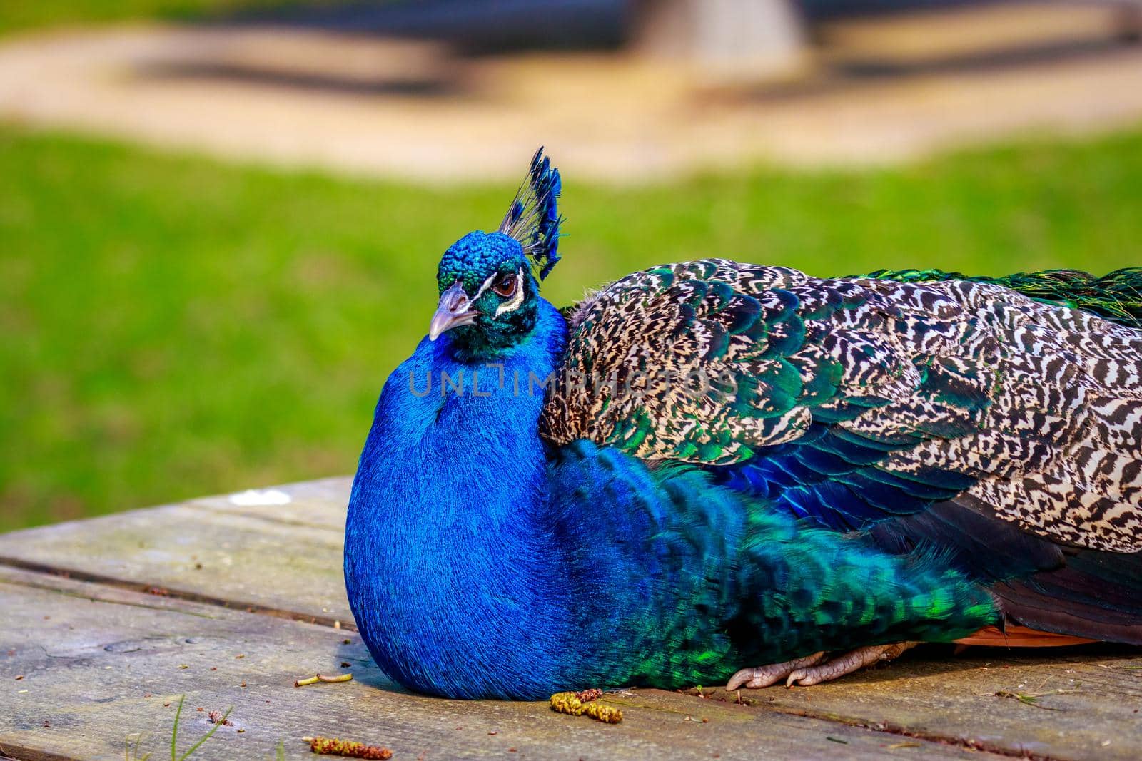 A blue indian peacock perches on a wooden picnic table.