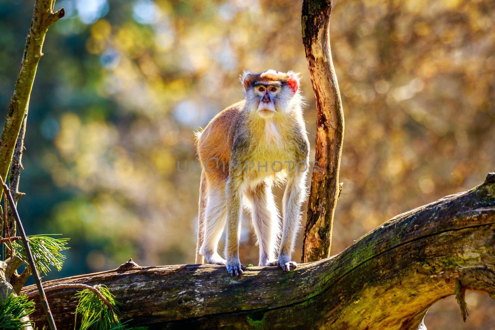 Patas Monkey on Tree Branch by gepeng