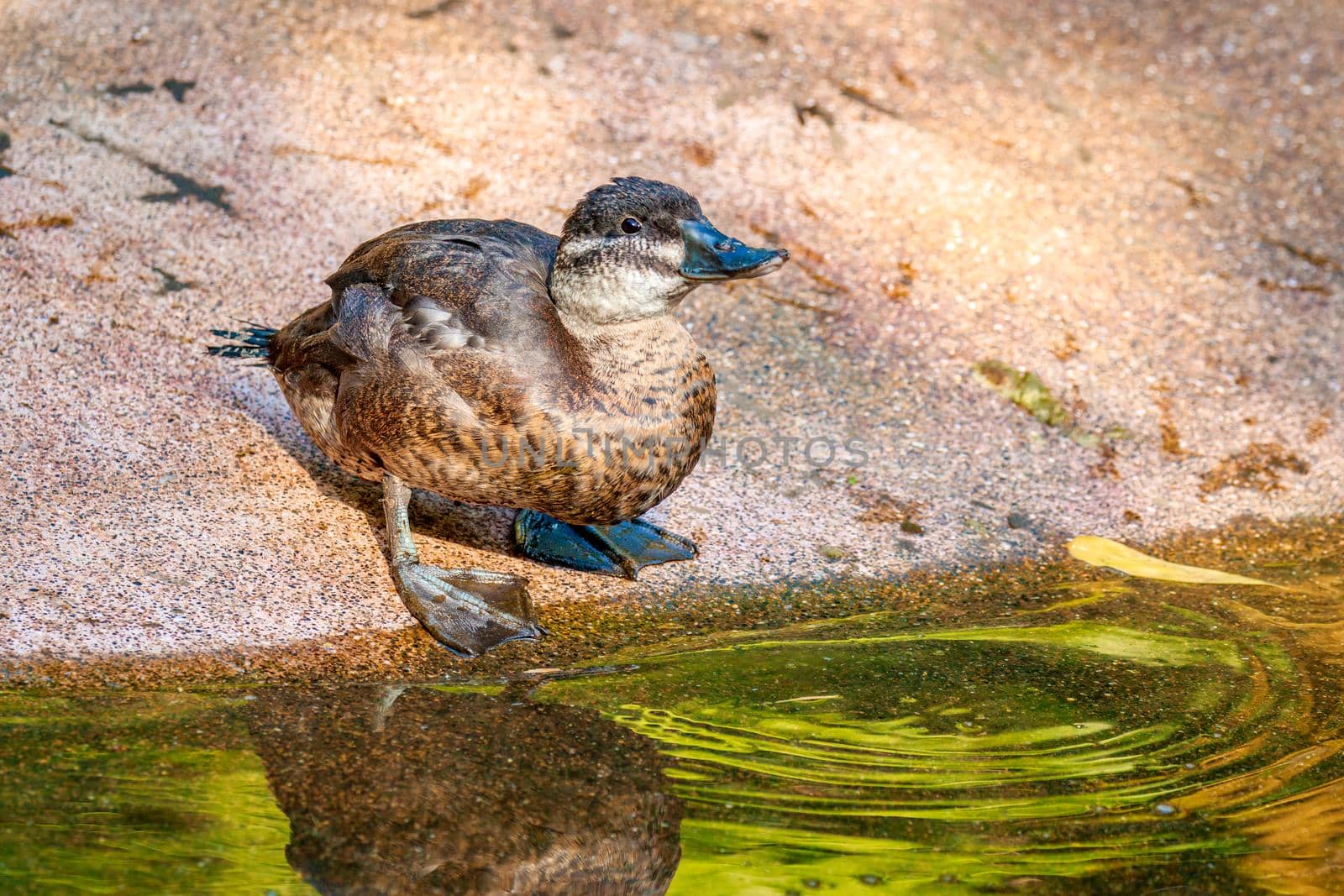 A Female Maccoa Duck stands by the pond, with reflection in water.