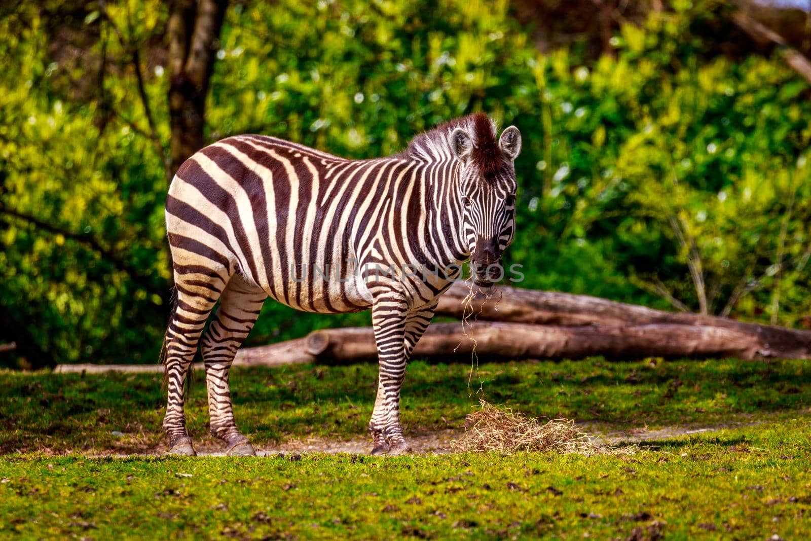 Plains Zebra Feeding by gepeng