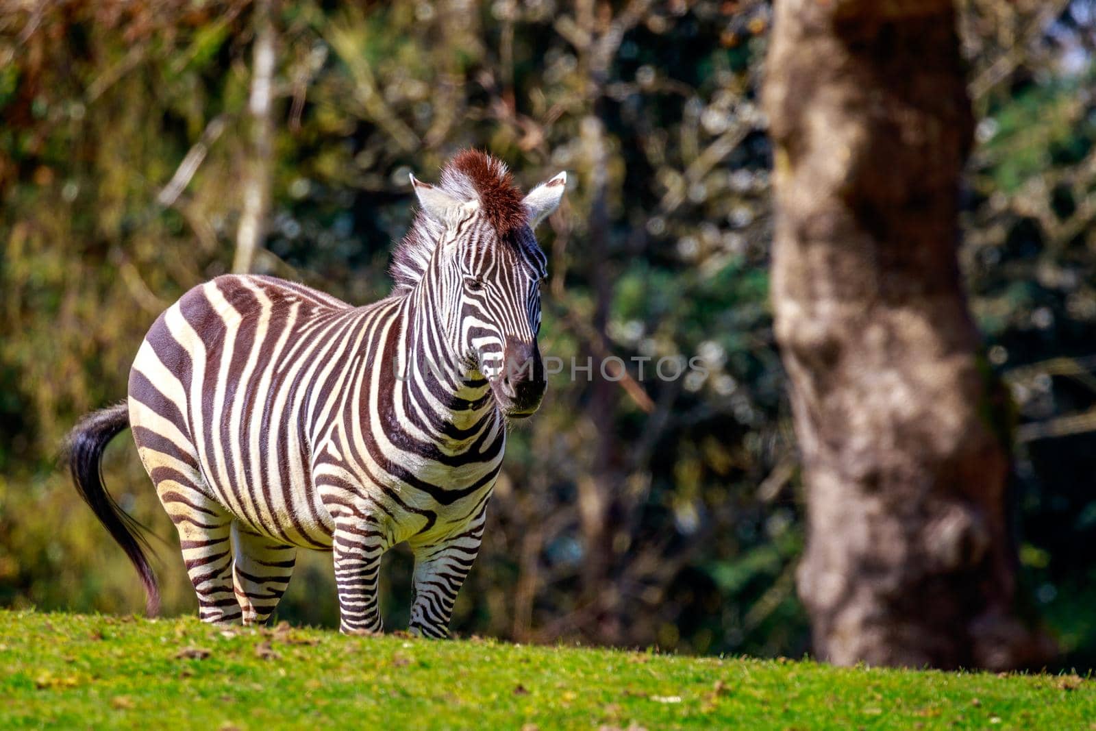 Plains Zebra on Meadow by gepeng