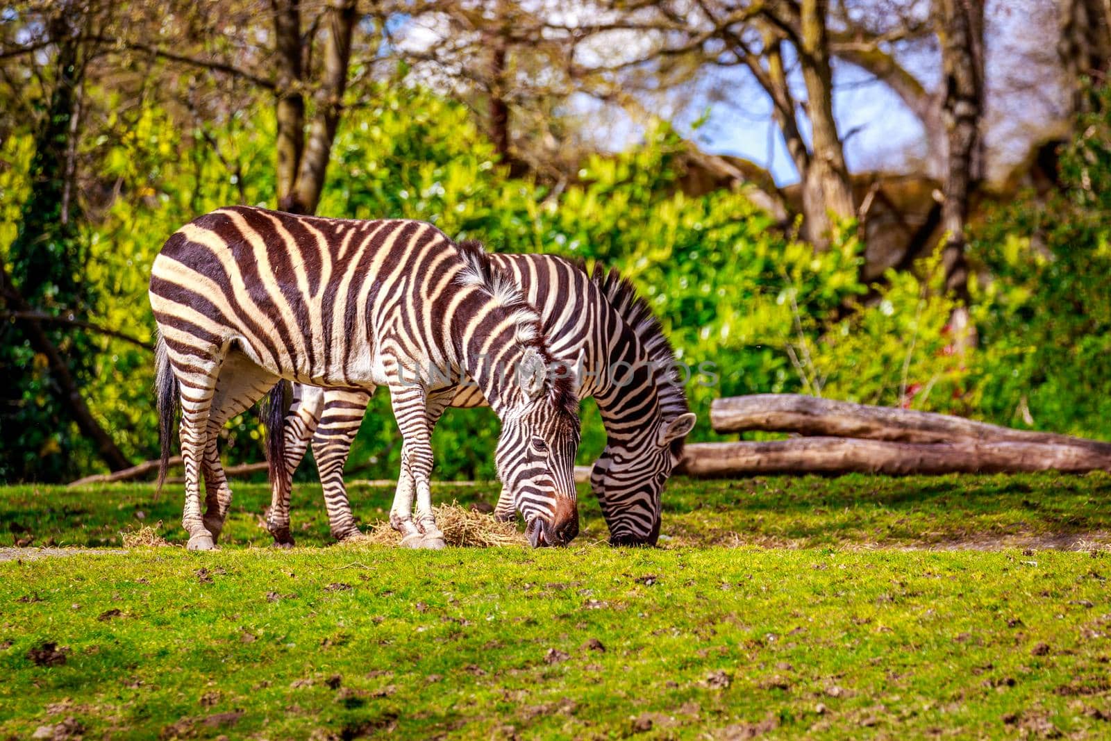 Plains Zebra Feeding by gepeng