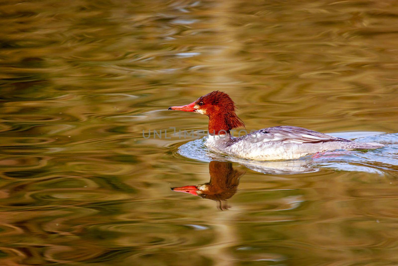 Female Common Merganser by gepeng