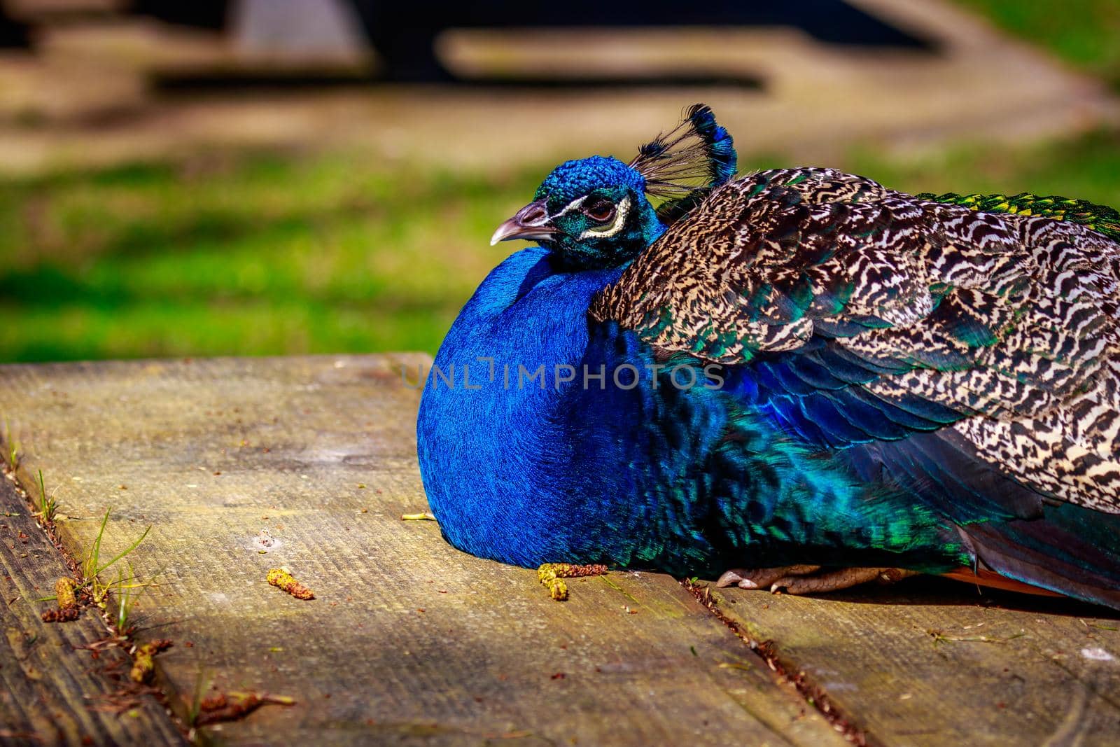 A blue indian peacock perches on a wooden picnic table.