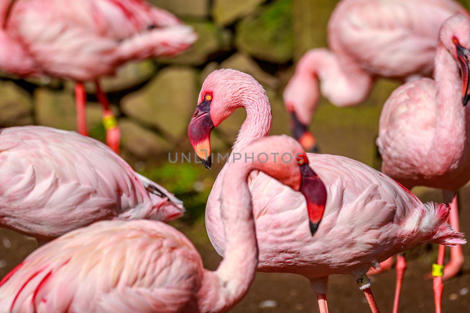 Close-up of a group of lesser flamingos.