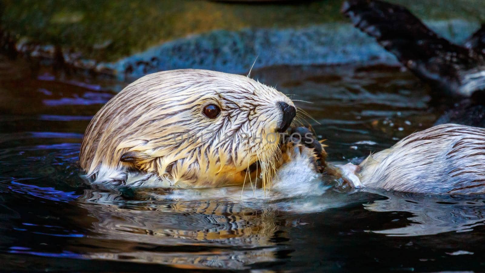 Close-up of a southern sea otter swims in the water.