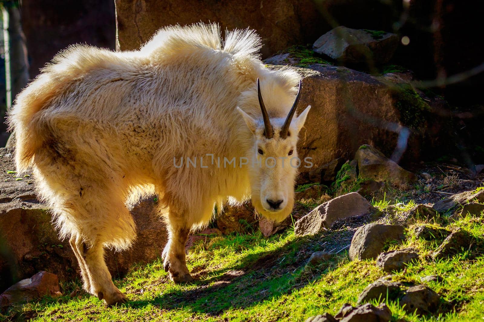 Rocky mountain goat roams and rests on the mountain slope.