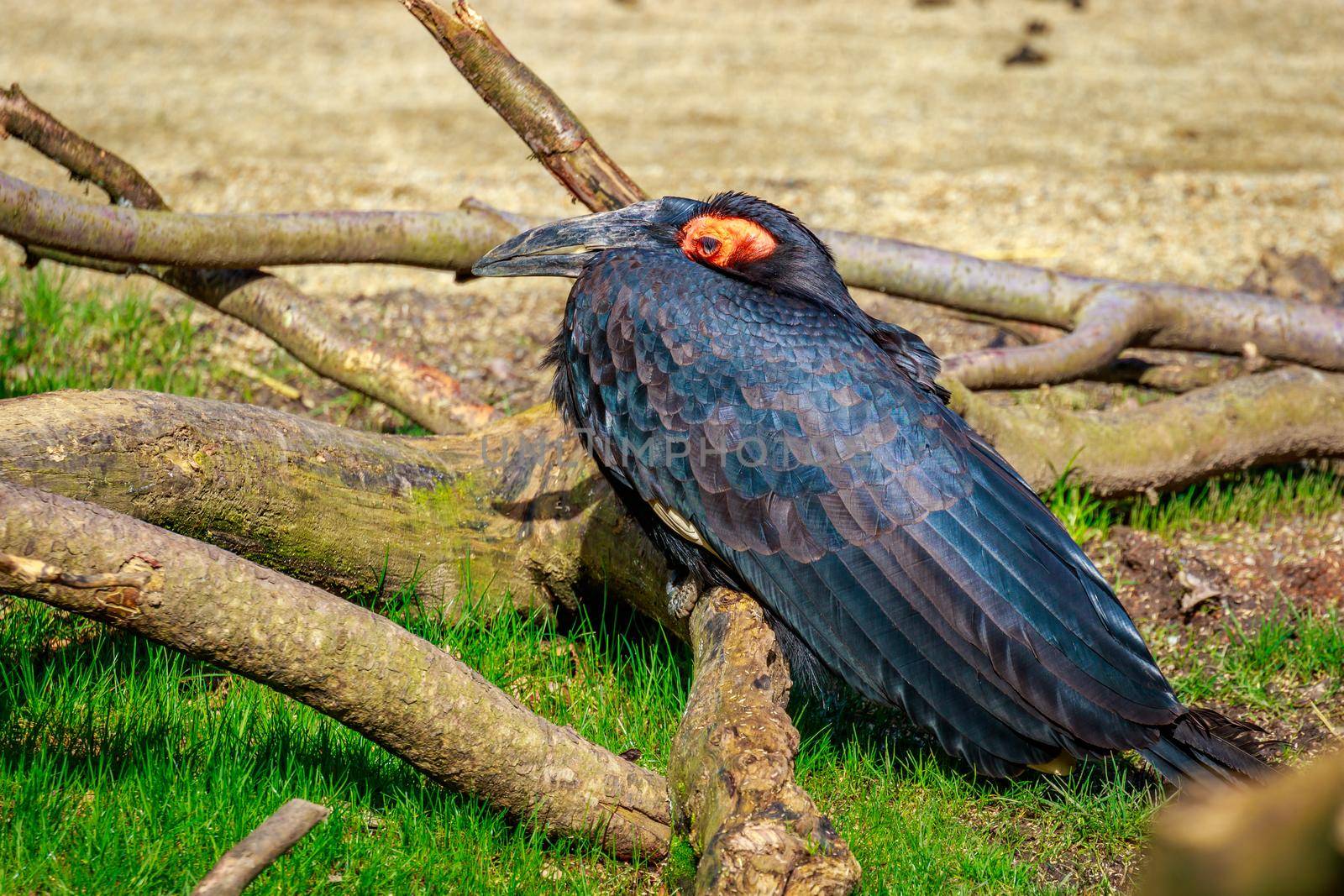 A Southern Ground Hornbill perches on the ground.