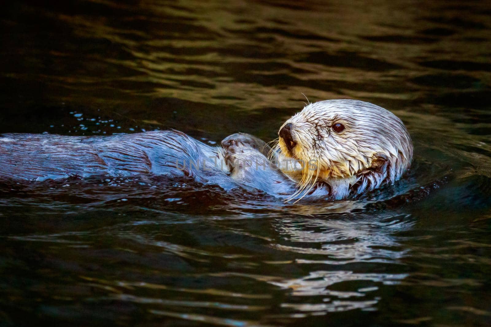 Close-up of a southern sea otter swims in the water.