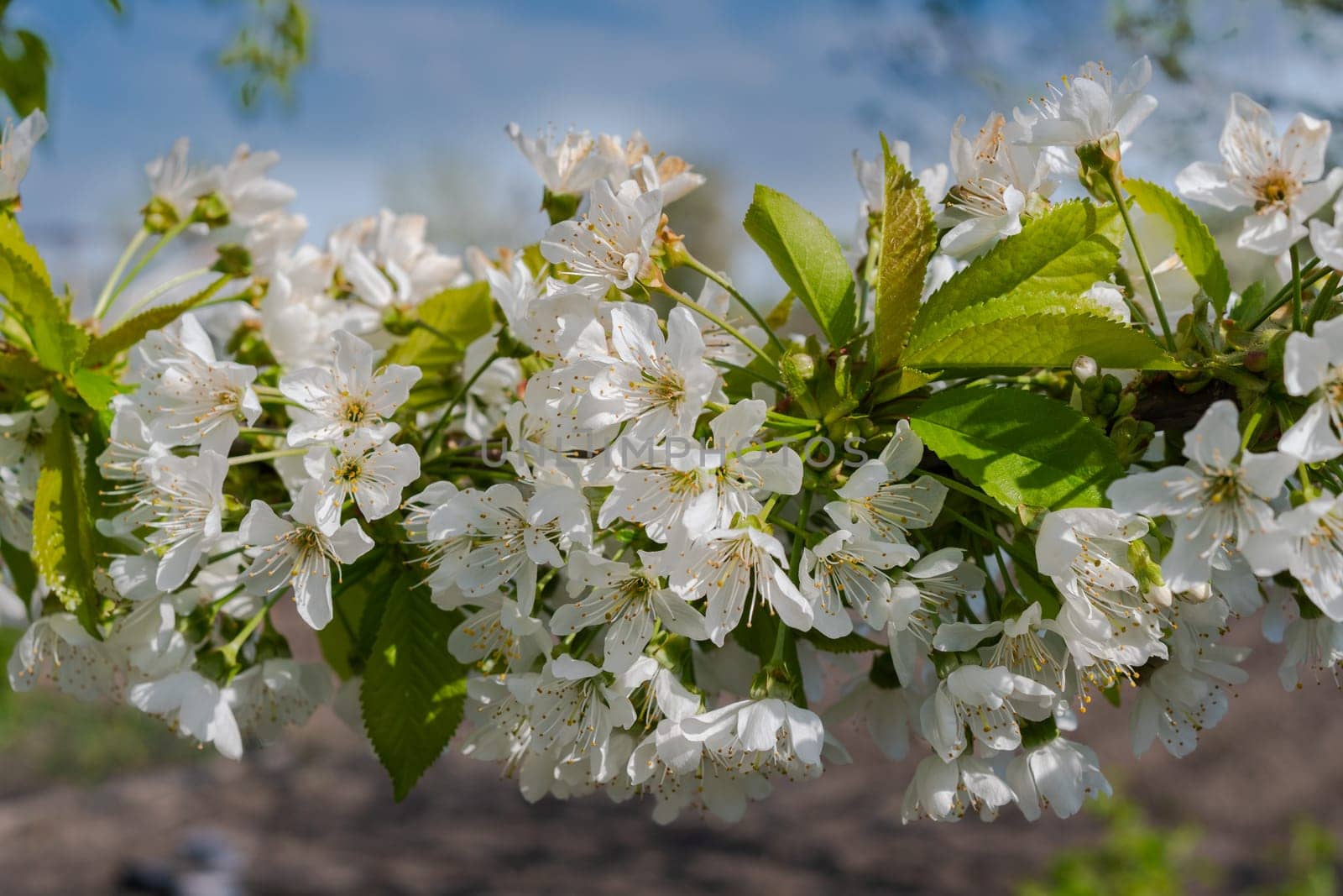 Cherry tree branch in blur background. Small green leaves and white flowers of sweet cherry blossoms. Selective focus