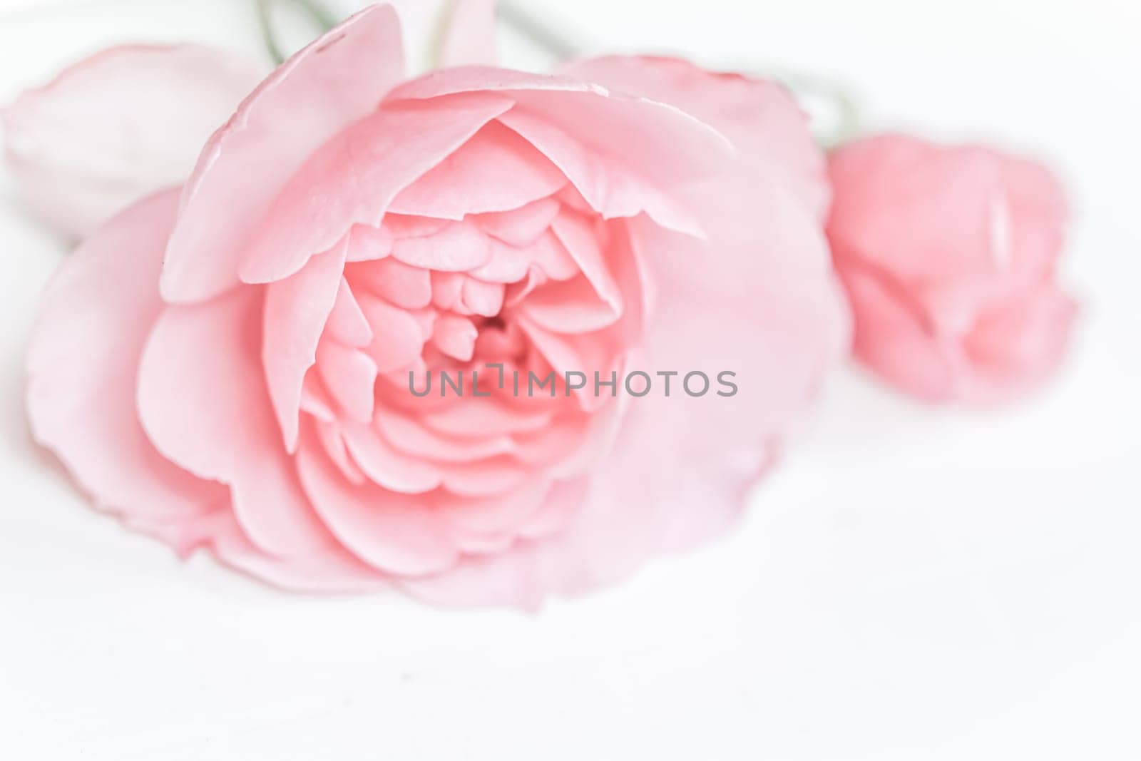 Pale pink rose flower isolated on white background. Soft focus. Macro flowers backdrop for holiday brand design