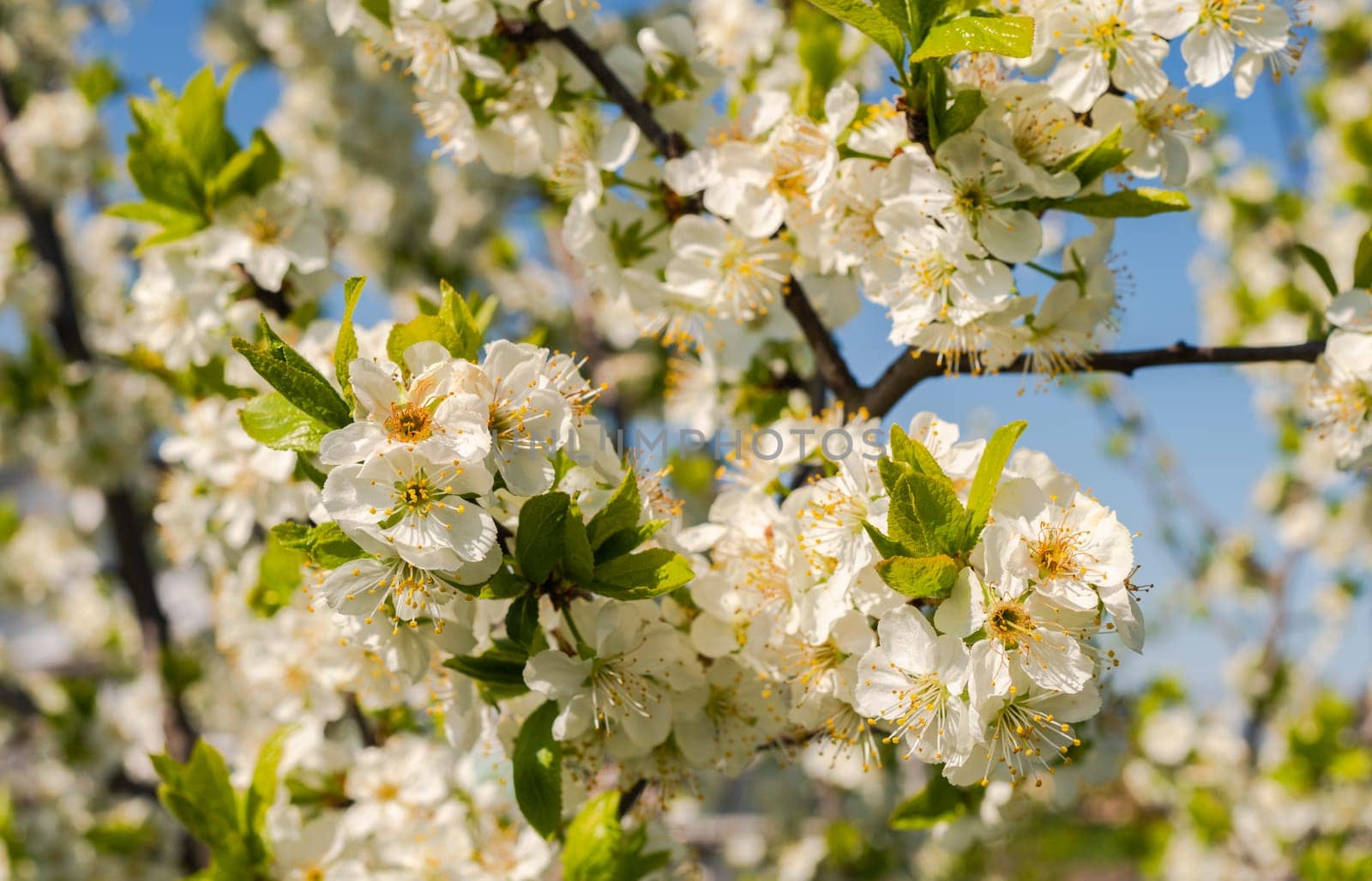 White plum flowers on a background of light blue sky. Selective focus
