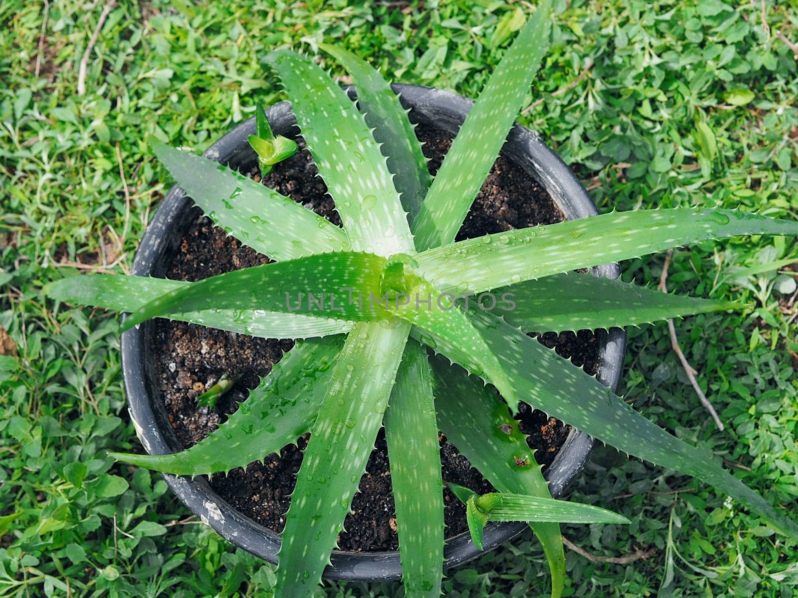 Aloe Vera in a pot in the foreground on a green background. Top view