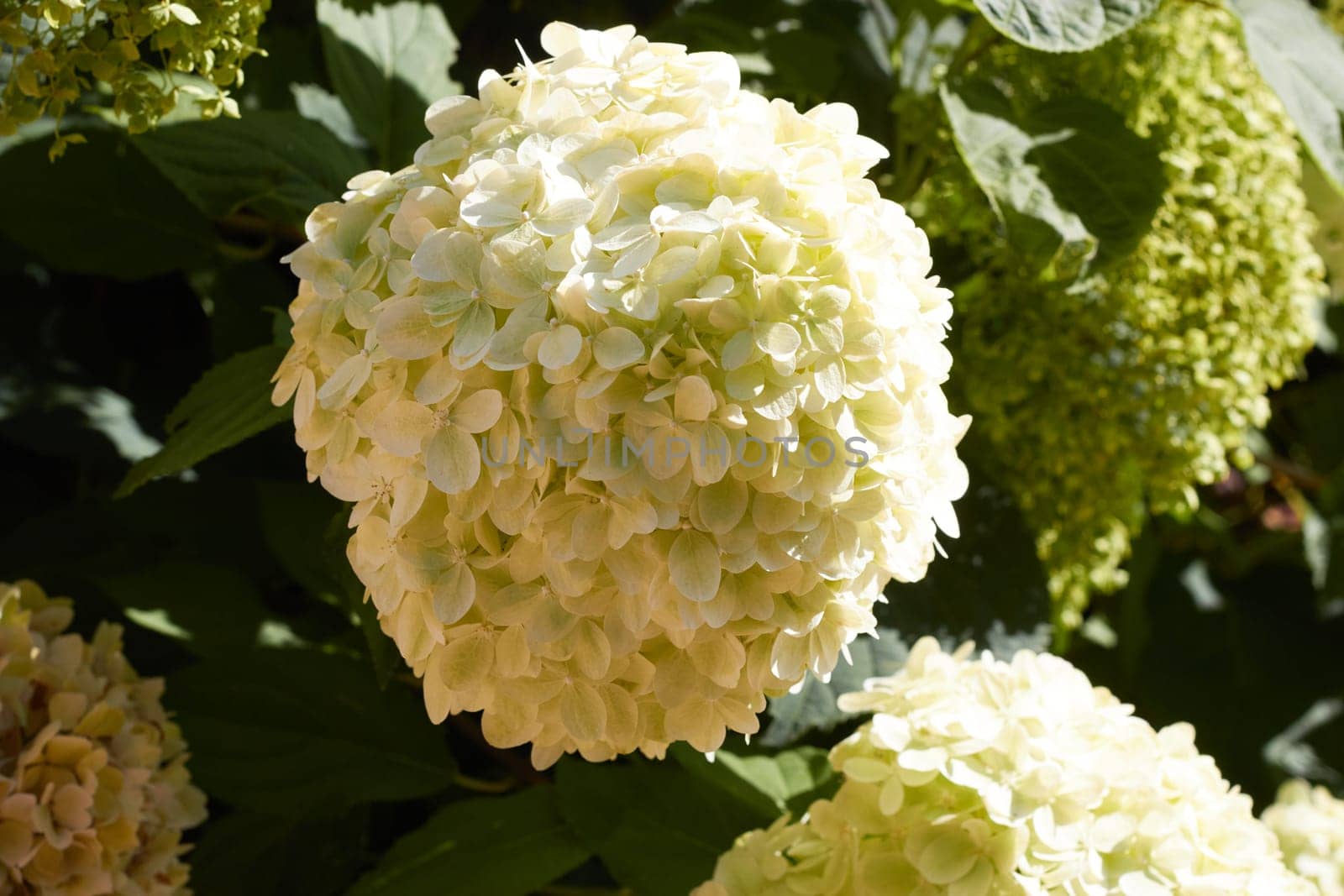 Close-up photo of a white hydrangea flower. Landscaping of parks, squares, haciendas.