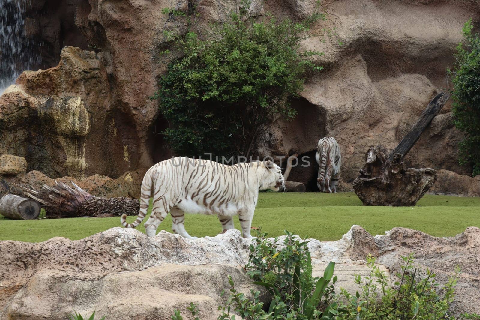 Tenerife, SPAIN White tiger at Loro Park, Loro Parque, Tenerife, Canary Islands, Spain