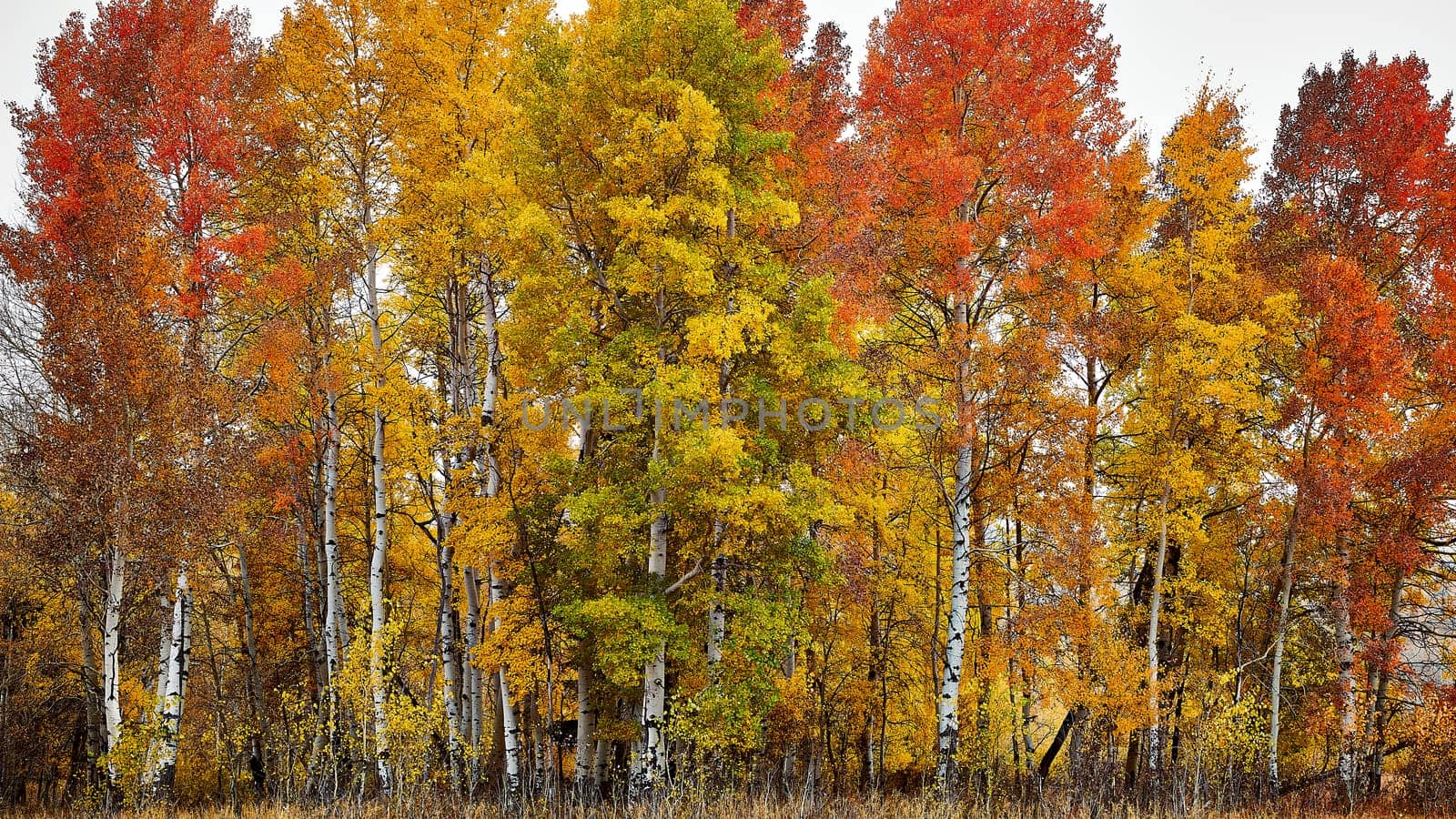 Fall Foliage in October