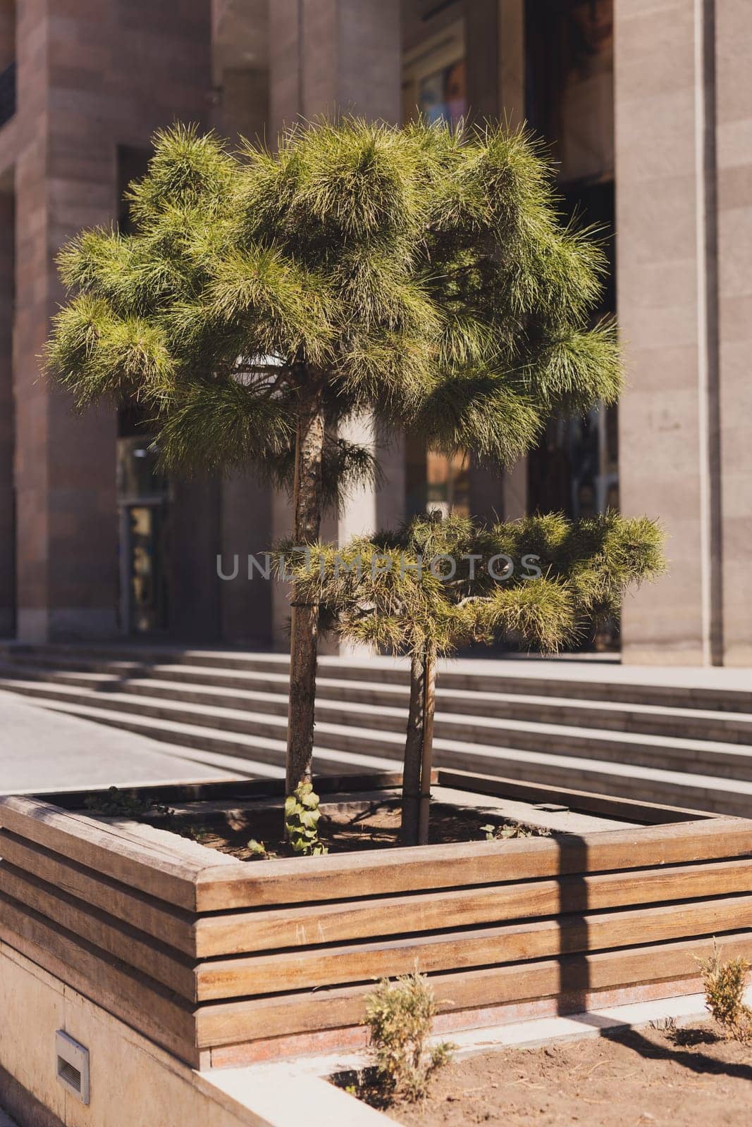 Wooden flower bed with pine tree. Originally floristic decorated street or alley in urban city centre by Satura86