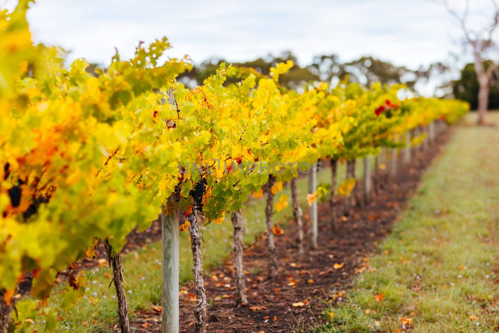 Grape vines with well grown fruit near to harvest near Penola in the Coonawarra wine region in South Australia, Australia