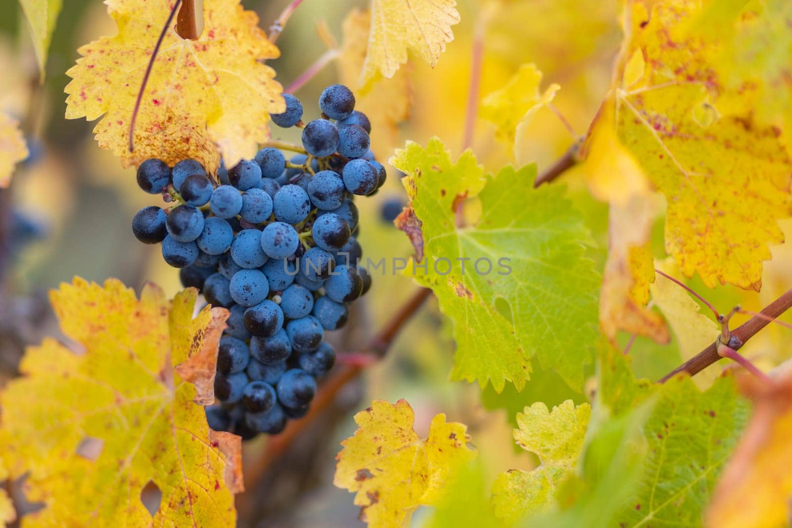 Grape vines with well grown fruit near to harvest near Penola in the Coonawarra wine region in South Australia, Australia