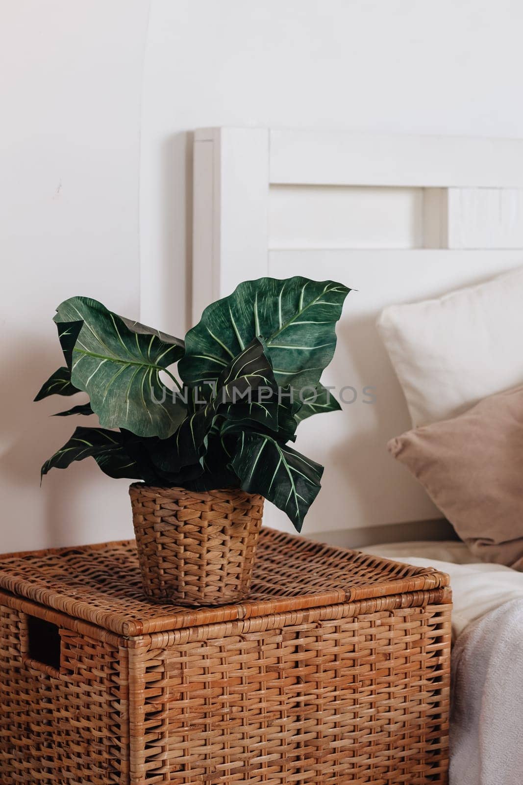 Home bedroom closeup, plant flower pot near bed. Room natural decoration at house interior, nobody at modern apartment.