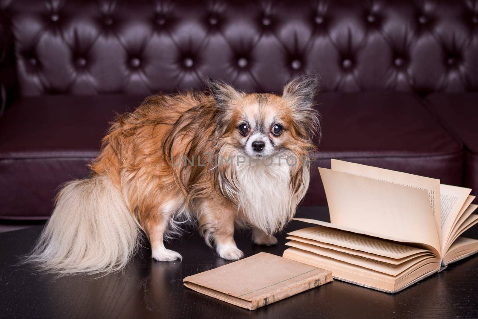 Long haired chihuahua in natural light lounges with toy on a white futon and is playful and makes eye contact