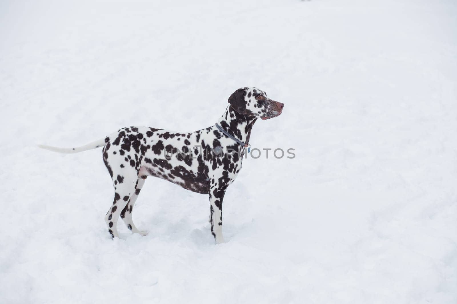 Dog, breed Dalmatian winter in snow proudly stands and looks