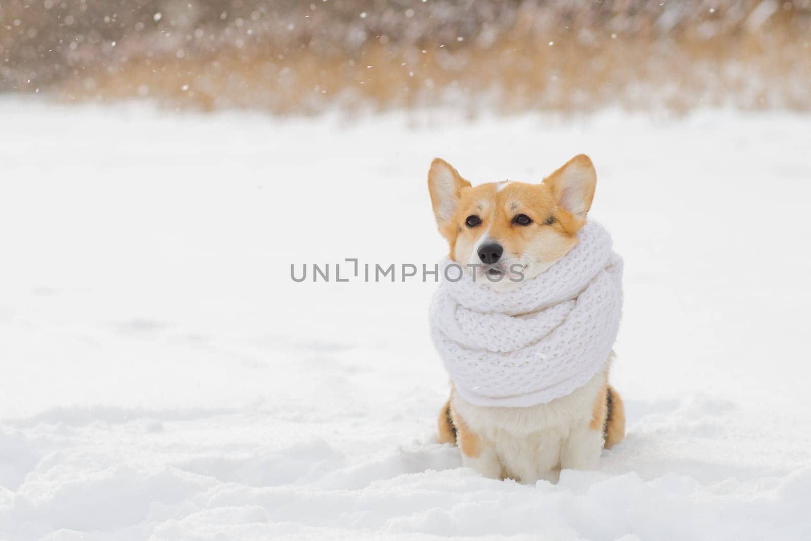 portrait of a cute corgi dog in a red scarf walking on a frosty morning on the grass covered with white cold snow