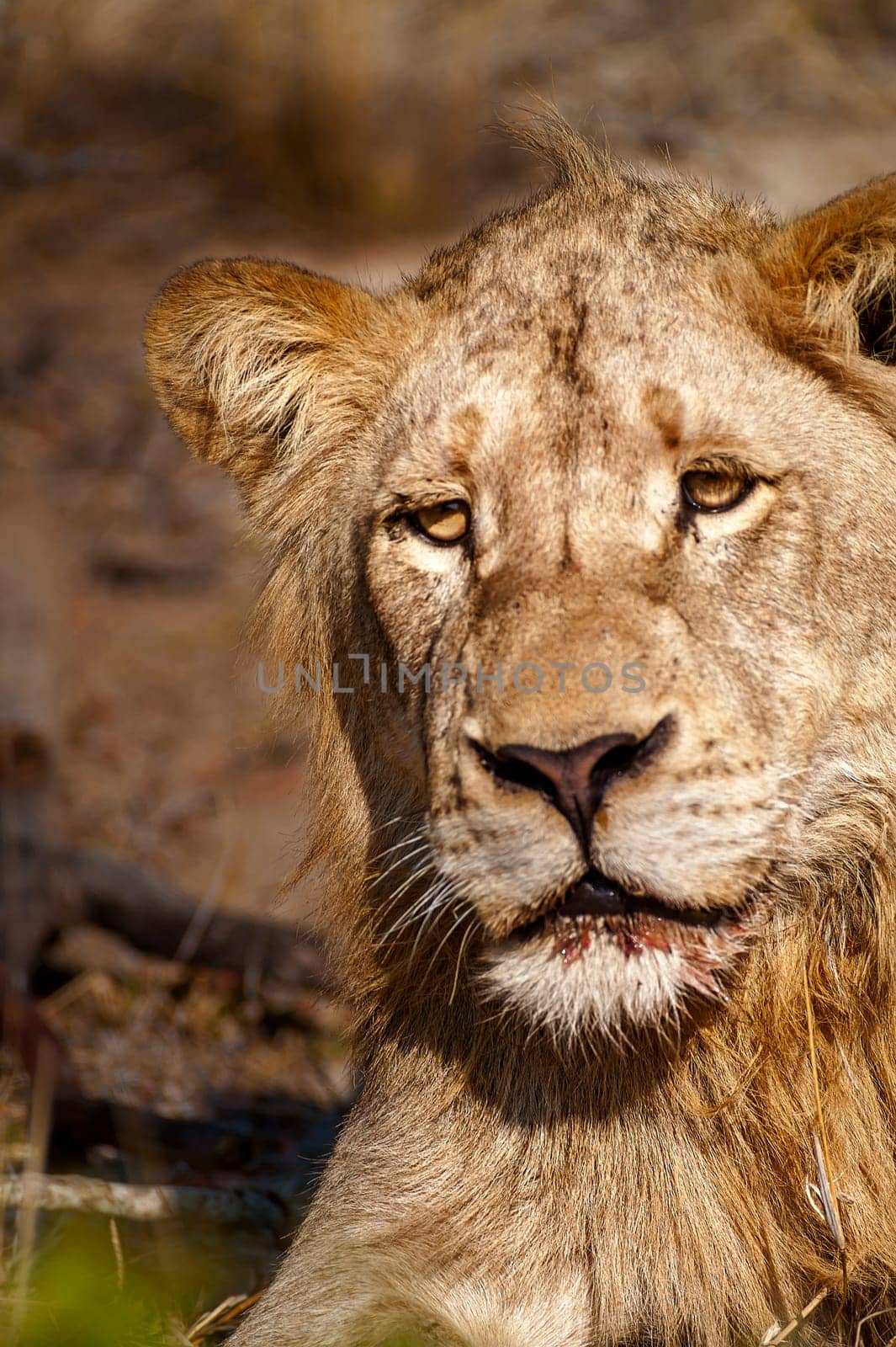 Lion (Panthera leo) South Africa, Mpumalanga, Timbavati Nature Reserve